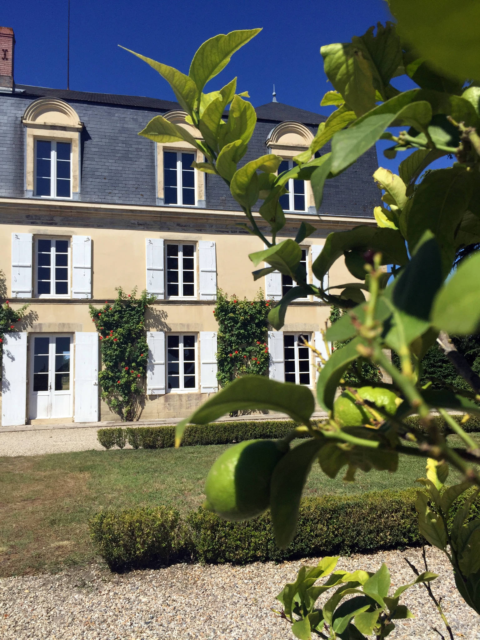 Château Guiraud à Sauternes (33)