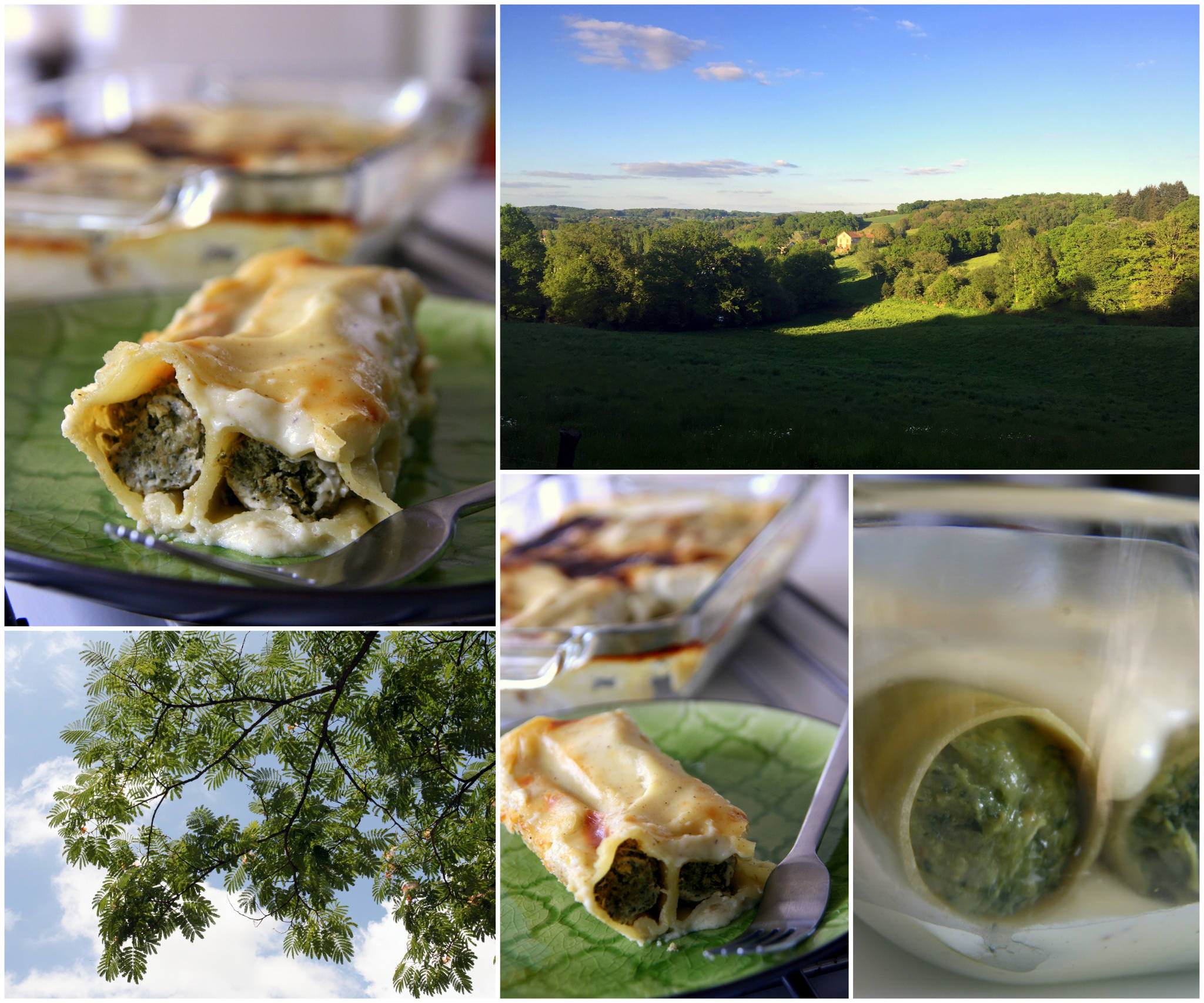 Canneloni de poulet aux fanes de carottes, béchamel au cumin