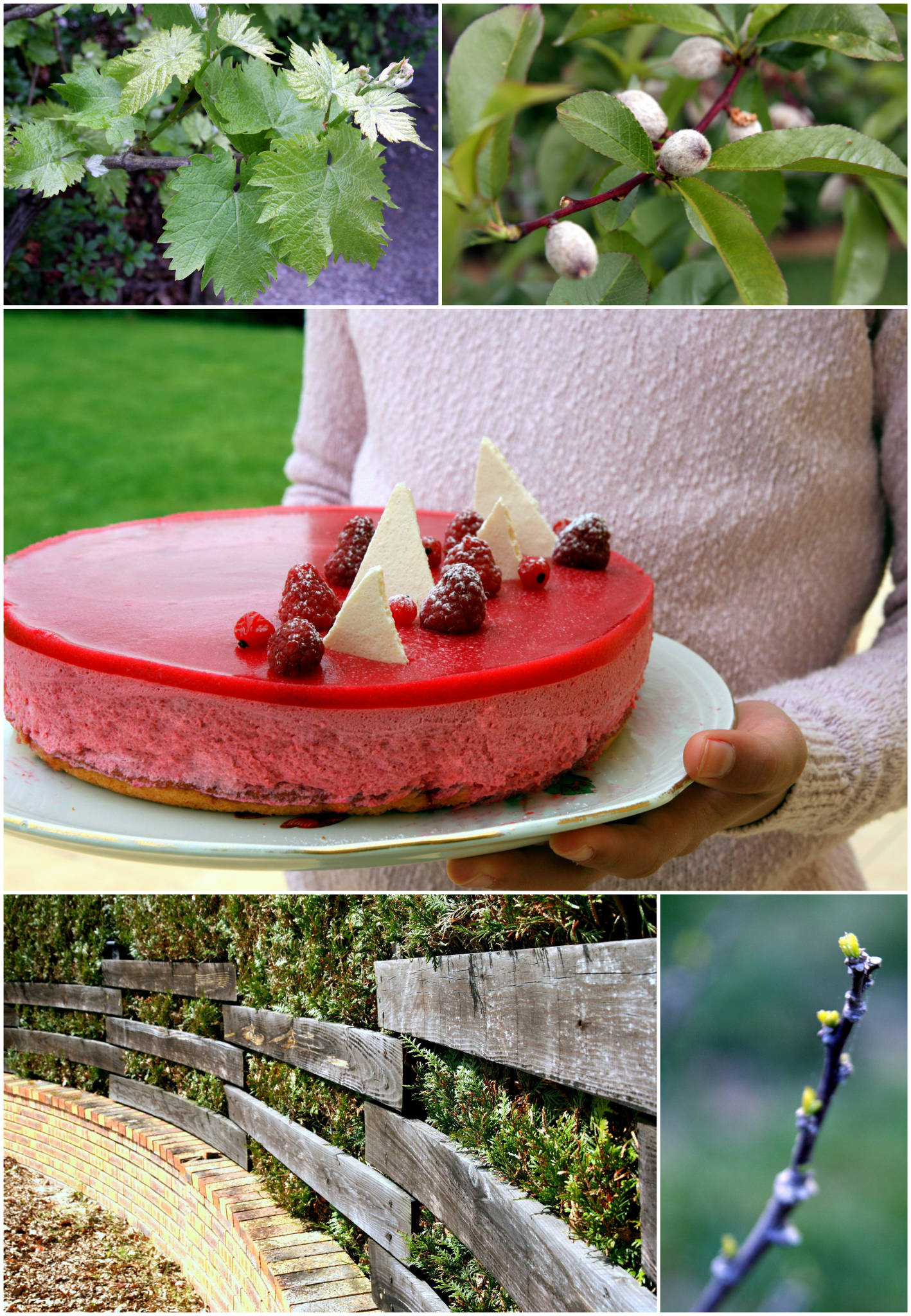 Bavarois à la framboise, miroir aux groseilles