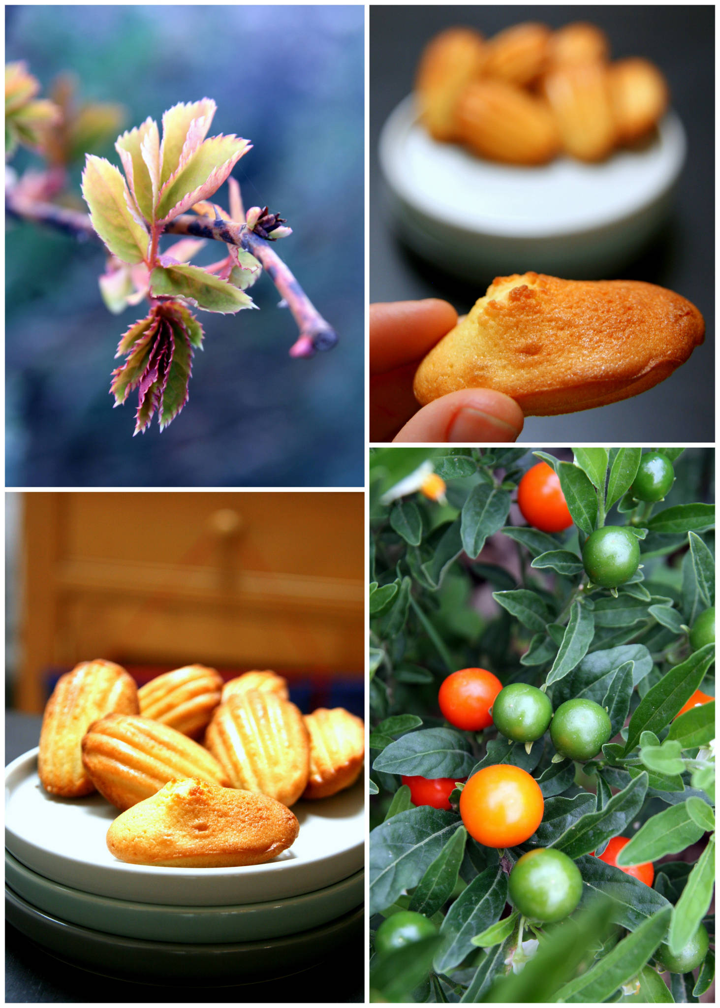 Madeleines à la mandarine