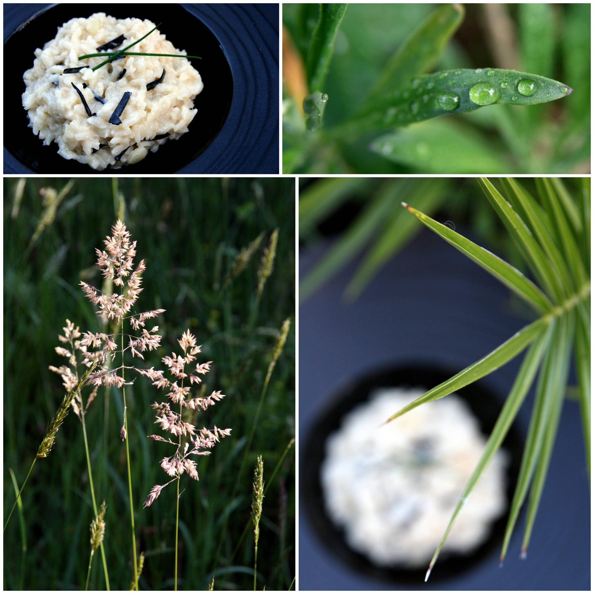 Risotto à la truffe