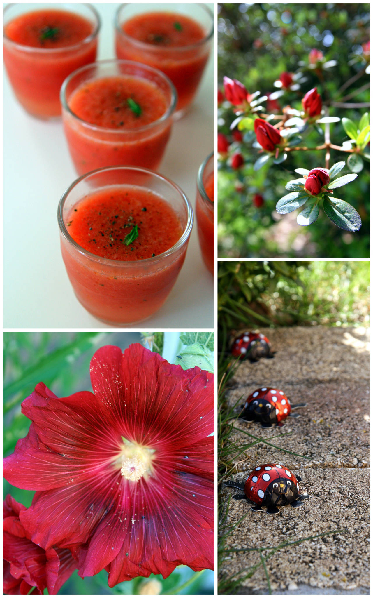 Gaspacho de pastèque à la menthe