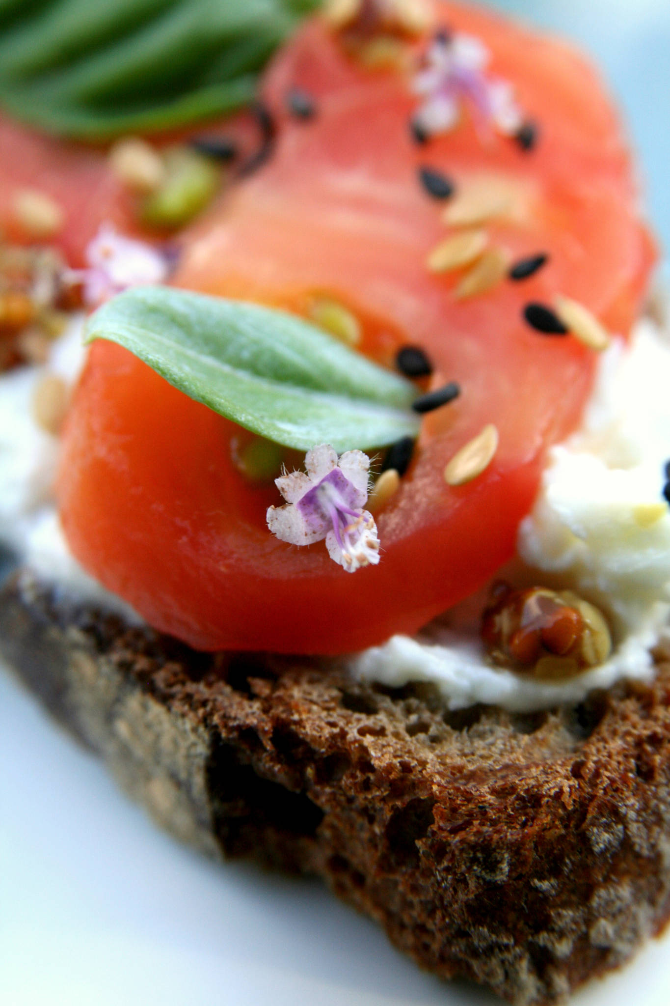 Tartine de brebis à la tomate et aux herbes du jardin