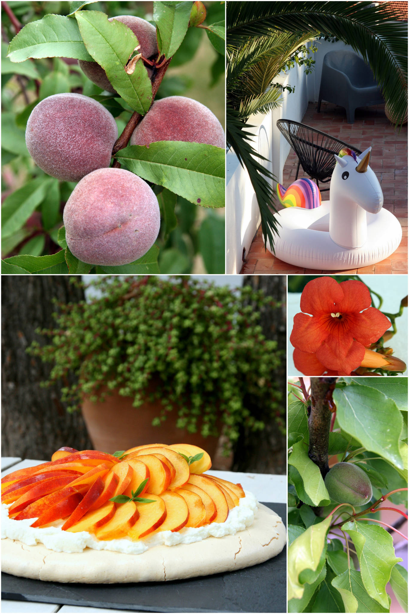 Pavlova aux nectarines jaunes