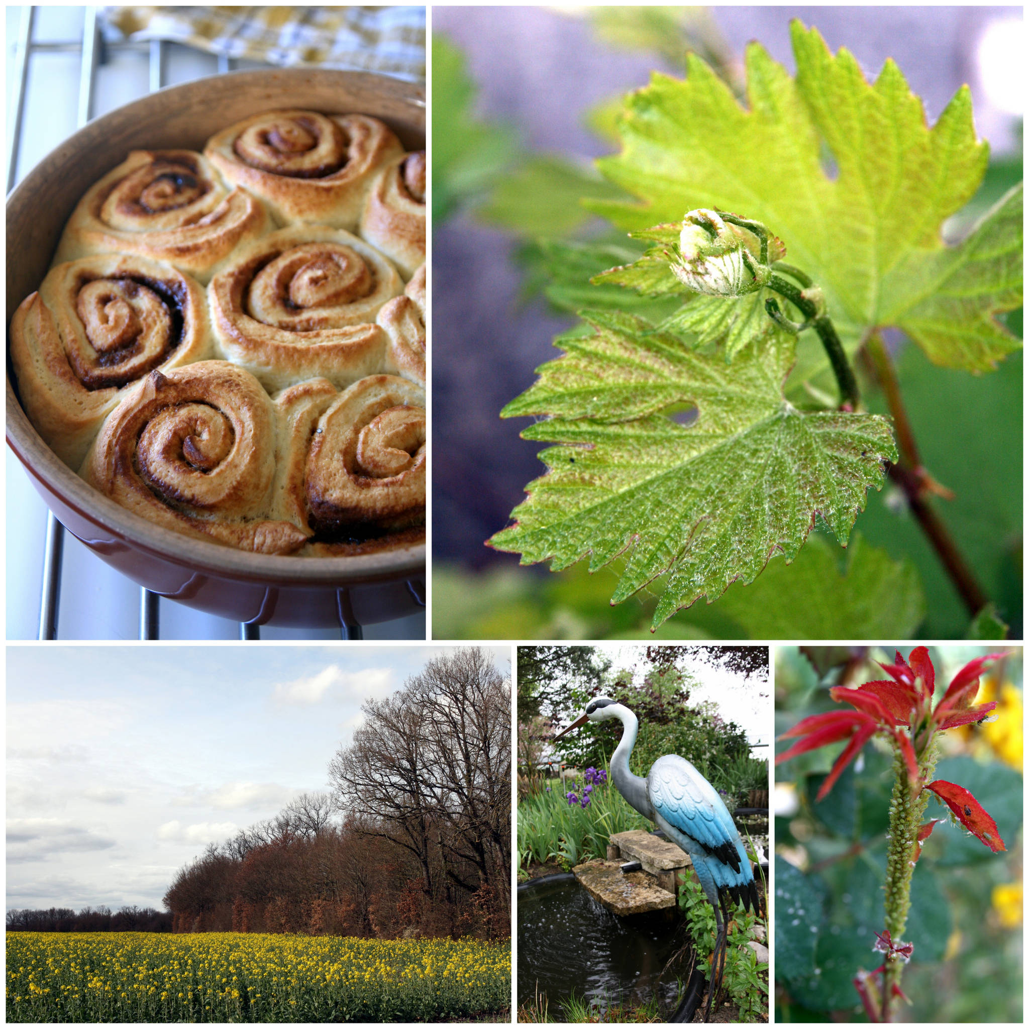 Roulés briochés à la cardamome