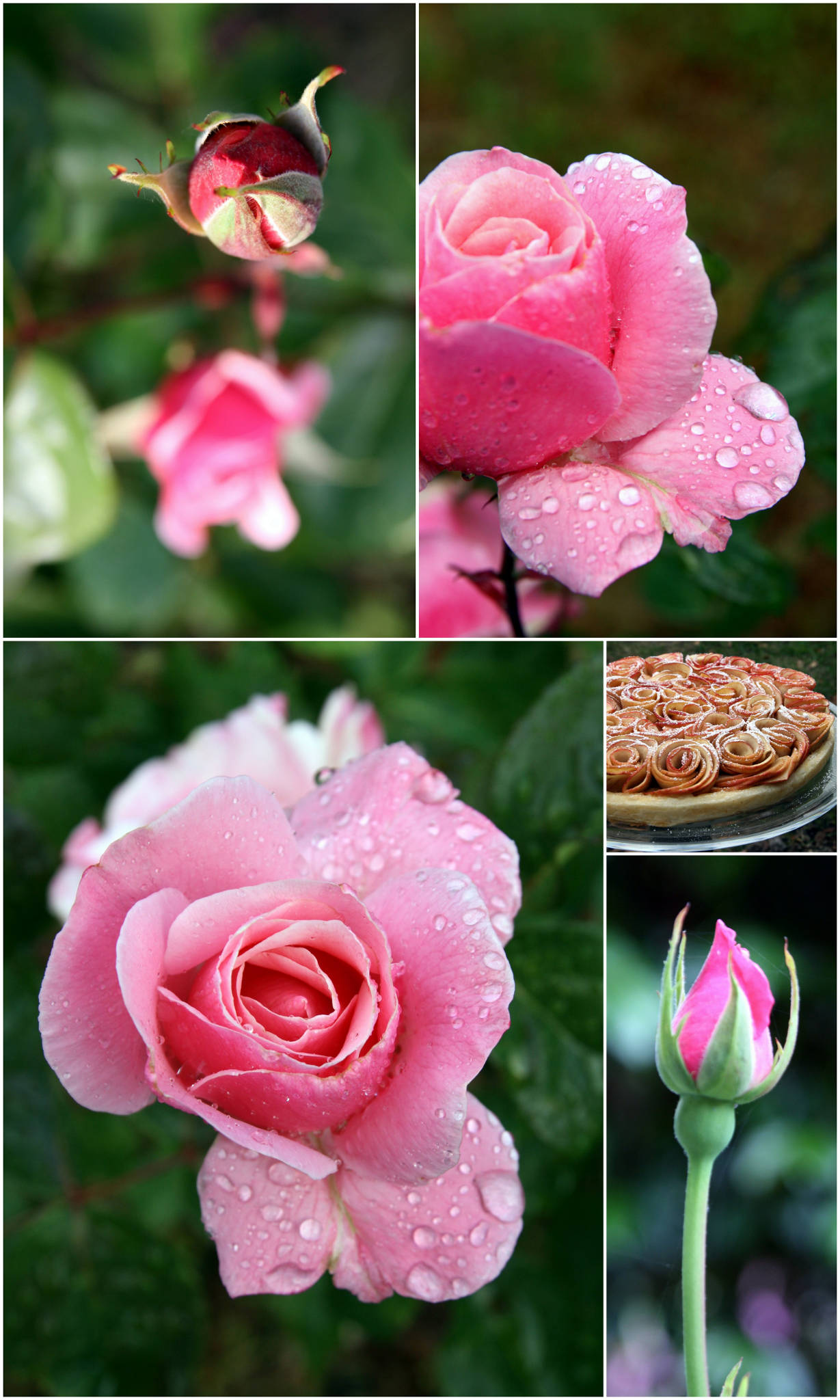 Tarte aux pommes bouquet de roses à la crème d'amandes