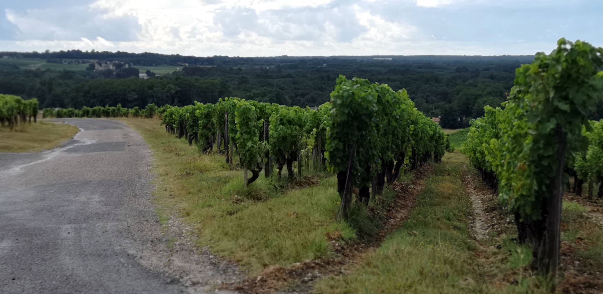 Visite du domaine de La Tour Blanche à Bommes (33)