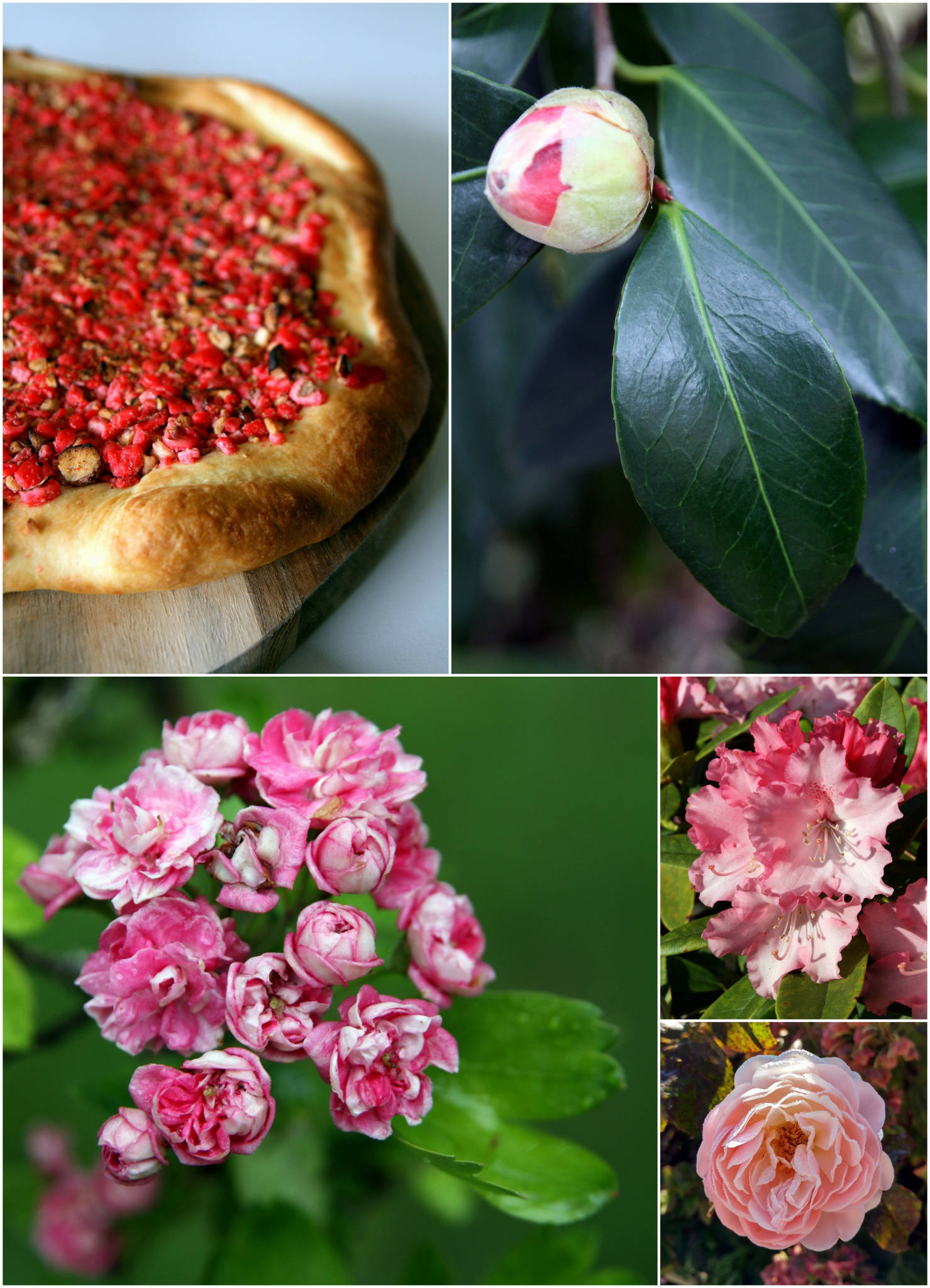 Galette briochée aux pralines roses